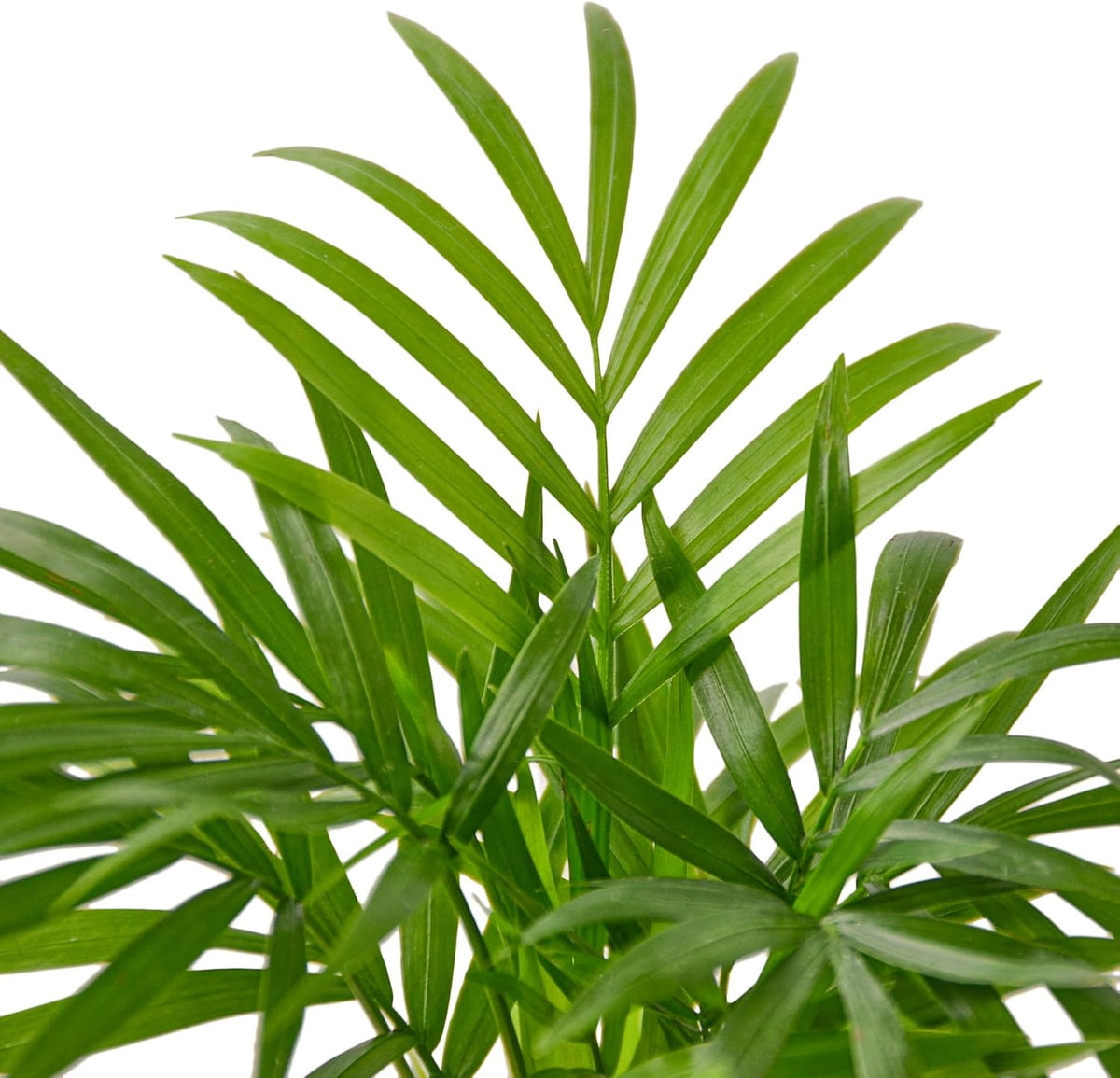 Parlor Palm