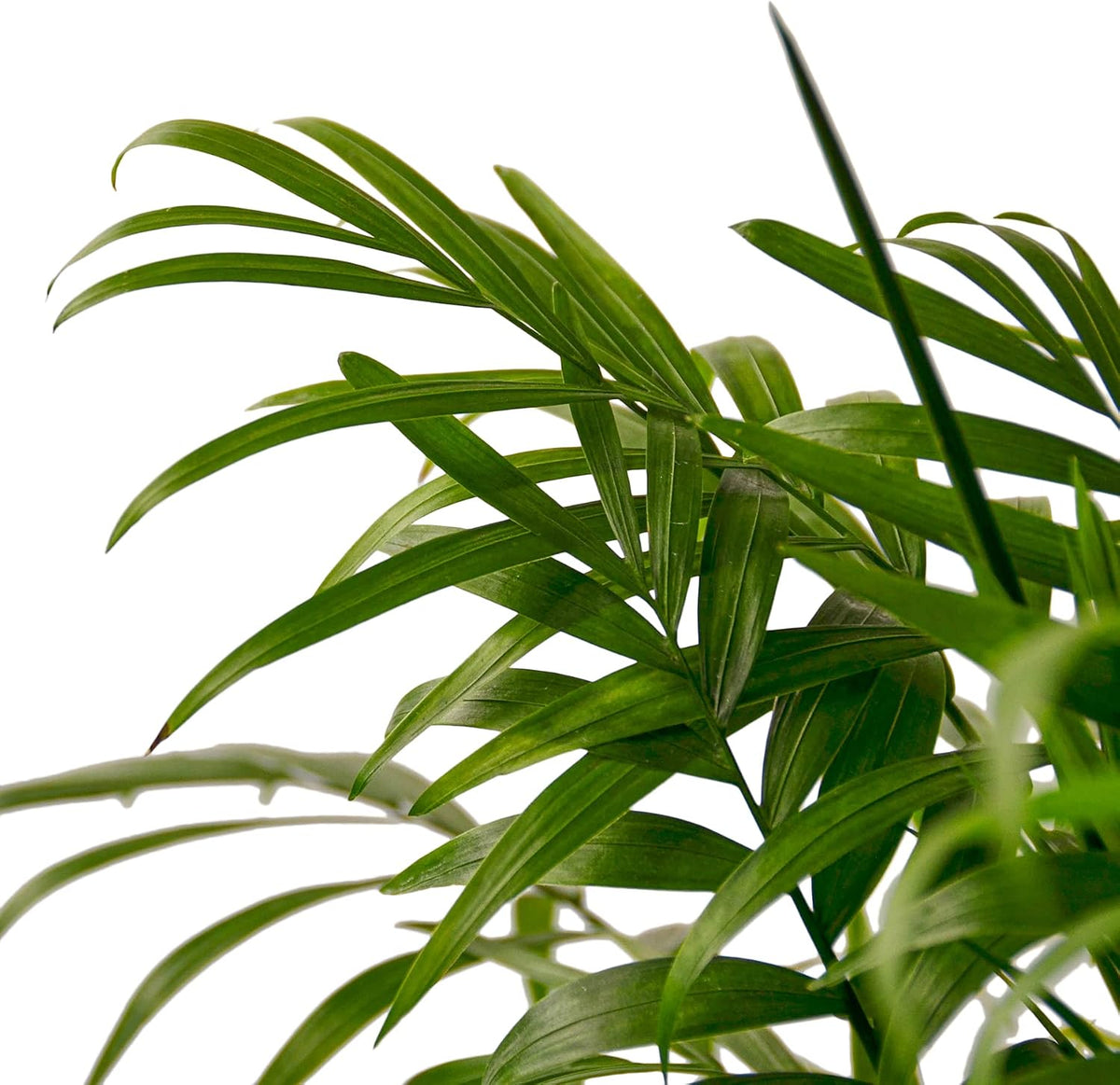 Parlor Palm