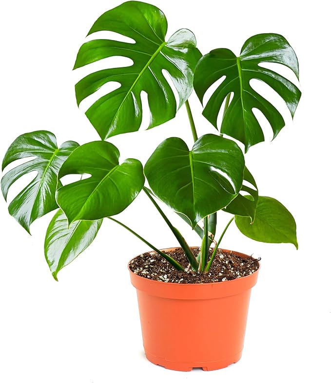 Monstera Deliciosa Swiss Cheese Plant