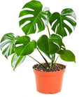 Monstera Deliciosa Swiss Cheese Plant