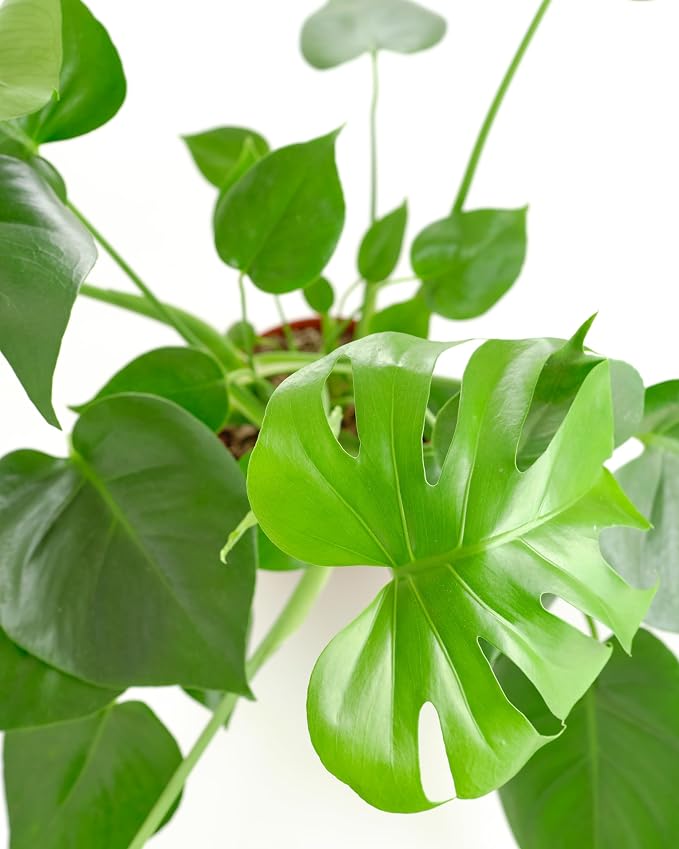 Monstera Deliciosa Swiss Cheese Plant