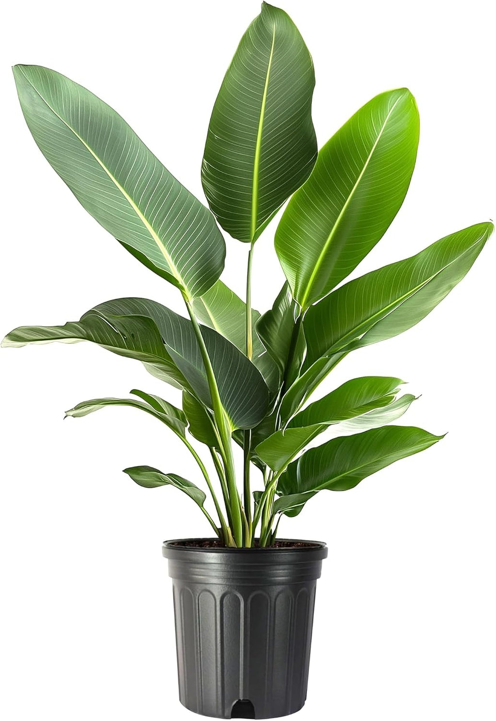 White Bird of Paradise