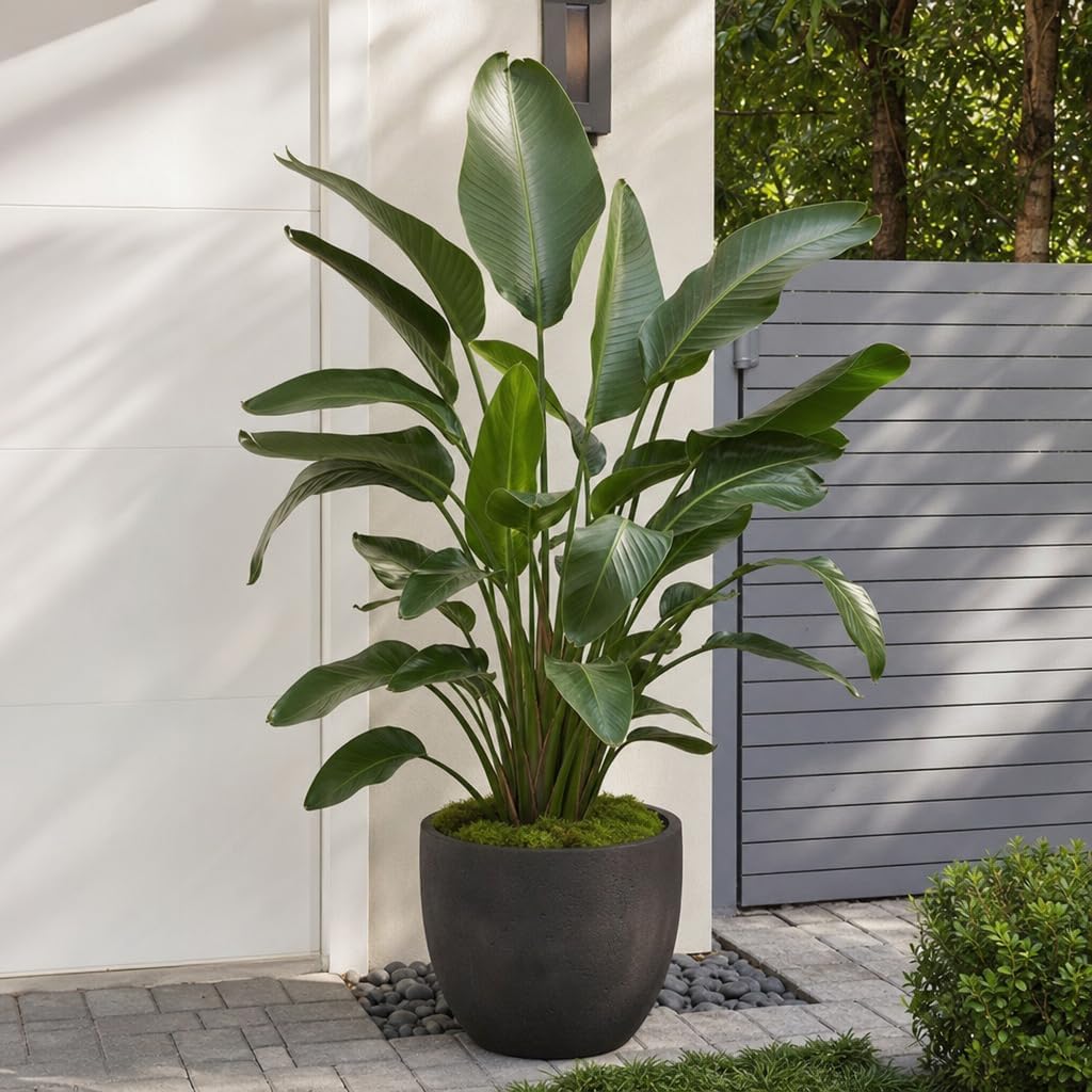 White Bird of Paradise