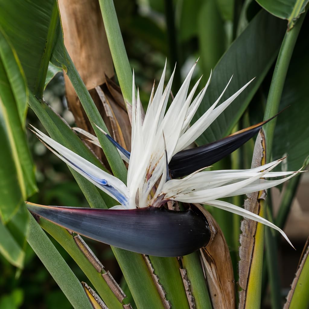 White Bird of Paradise