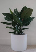 Rubber Tree Plant