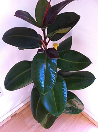 Rubber Tree Plant
