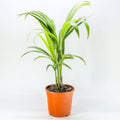 Areca Palm Indoor Plant