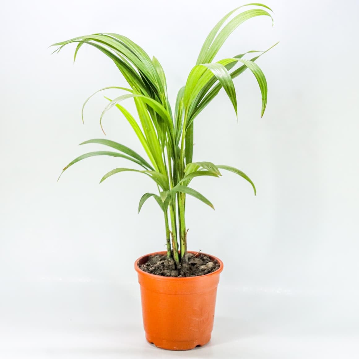 Areca Palm Indoor Plant