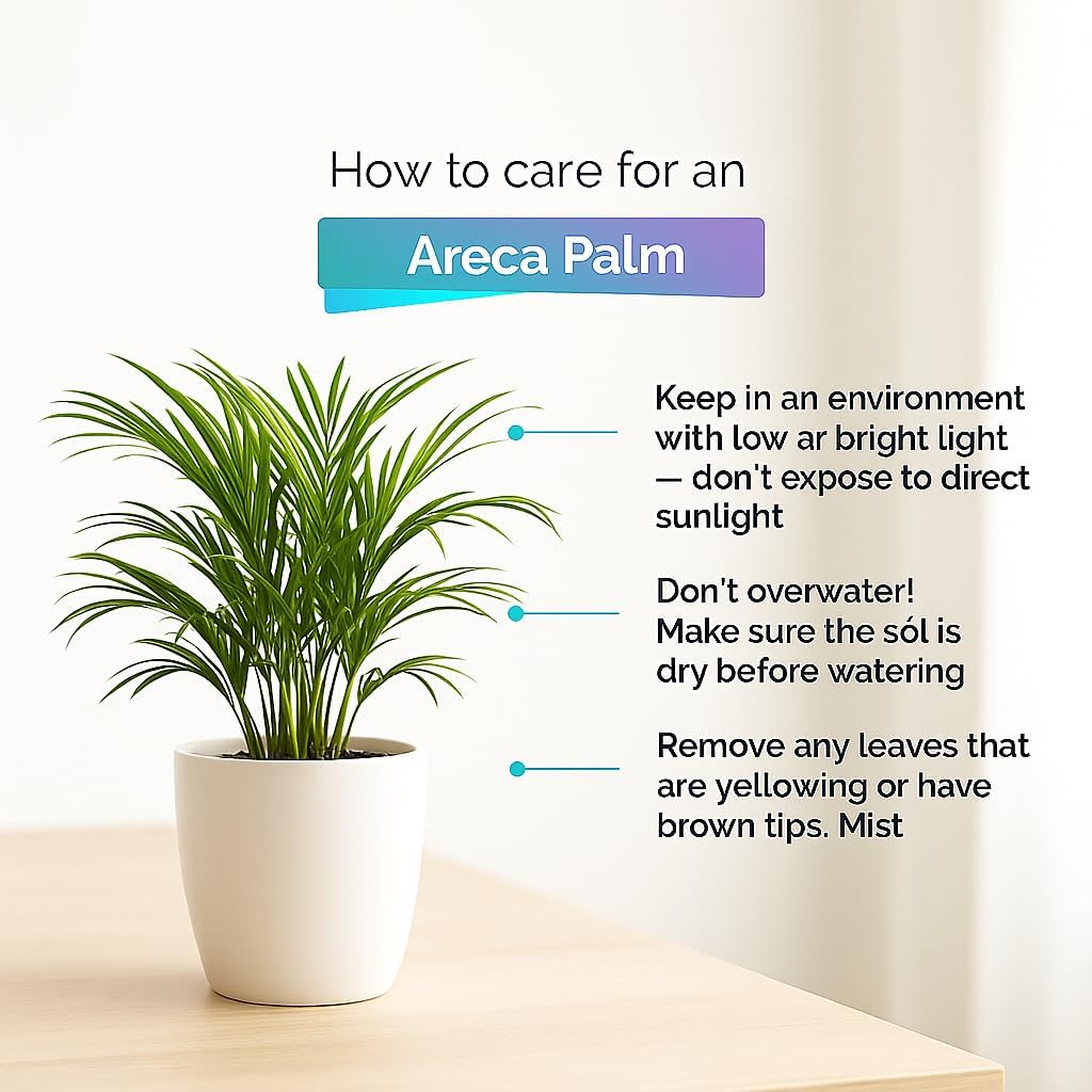Areca Palm Indoor Plant