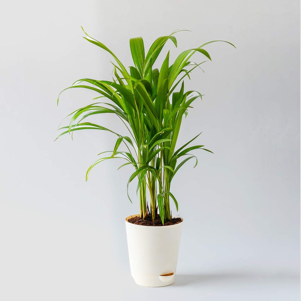 Areca Palm Indoor Plant