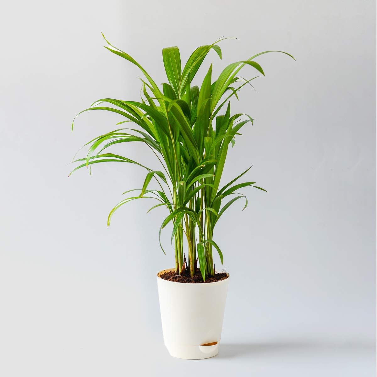 Areca Palm Indoor Plant