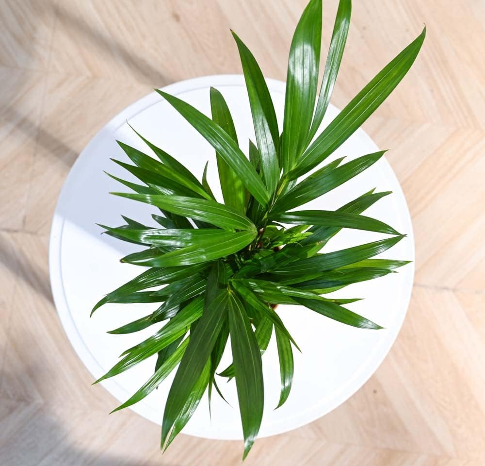 Areca Palm Indoor Plant