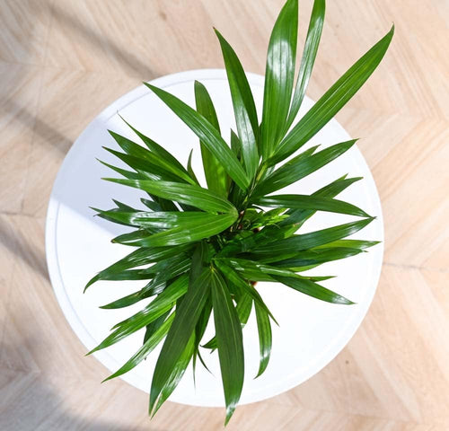 Areca Palm Indoor Plant