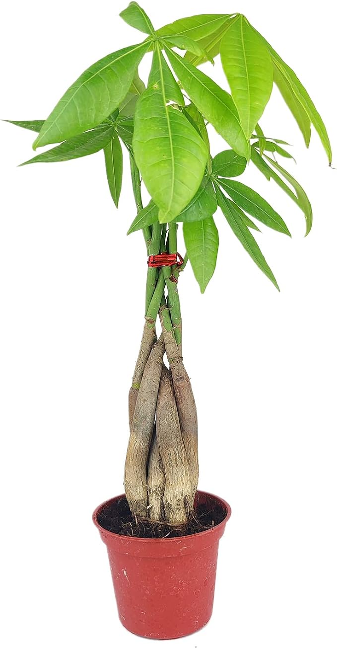 Braided Money Tree Plant