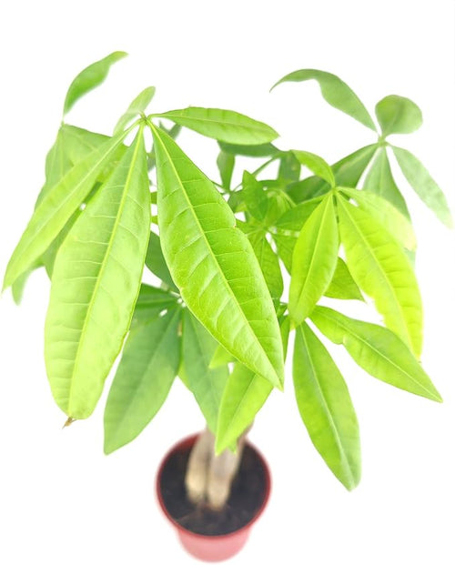 Braided Money Tree Plant