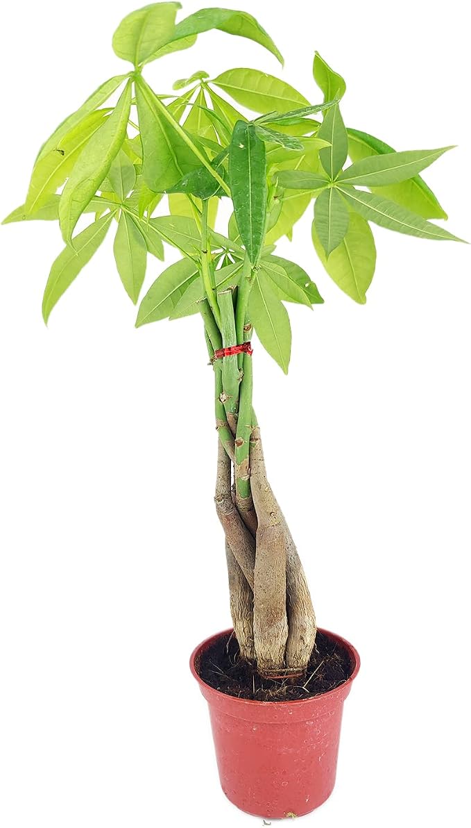 Braided Money Tree Plant